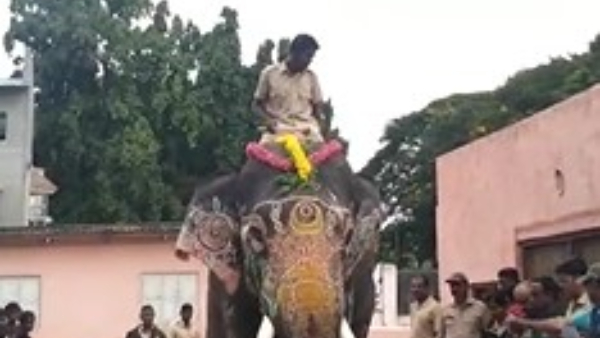 Mysuru Dasara 2023: Dasara Elephants Weight Test, Abhimanyu Heaviest Of The Lot