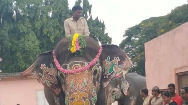 Mysuru Dasara 2023: Dasara Elephants Weight Test, Abhimanyu Heaviest Of The Lot