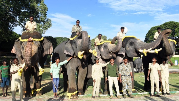 Mysuru dasara 2023: Second teams 5 elephants arrived to palace
