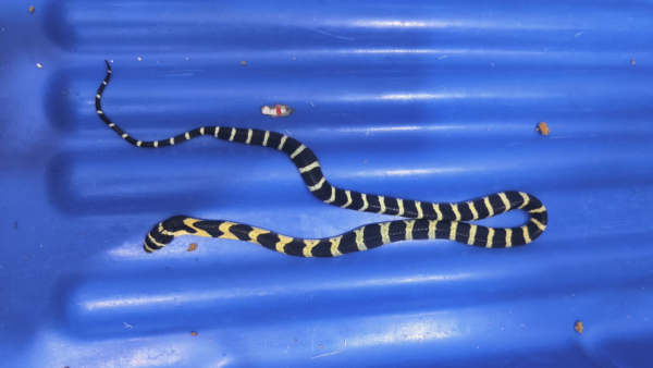 over-70-snakes-6-monkeys-seized-from-passengers-suitcase