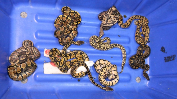 over-70-snakes-6-monkeys-seized-from-passengers-suitcase