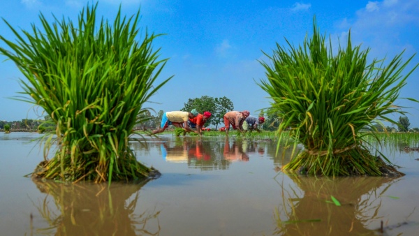Water Shortage For Paddy Crop Scientific Suggestion For Farmers