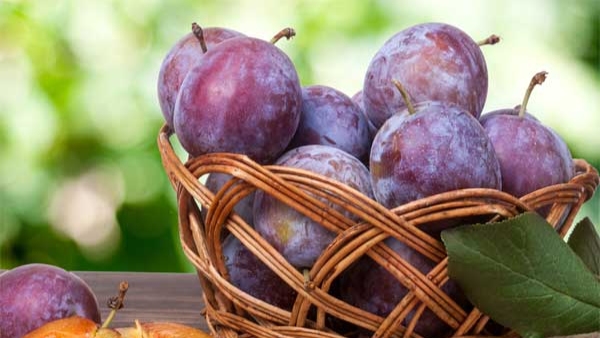 8 Unknown Health Benefits of Eating Plum Fruit in Kannada