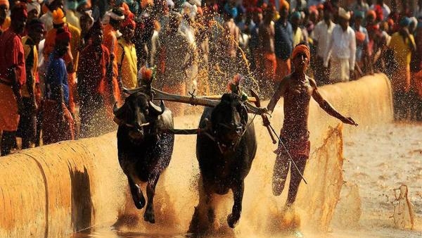 preparations-are-underway-for-kambala-in-bengaluru
