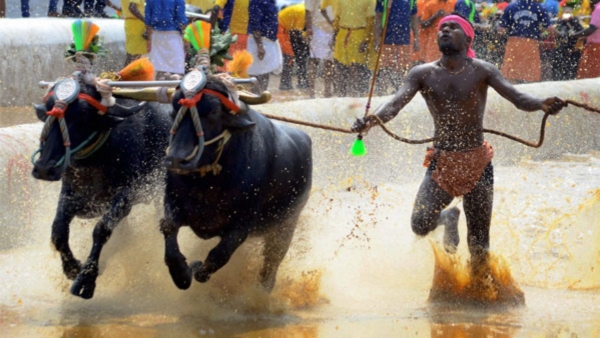 preparations-are-underway-for-kambala-in-bengaluru