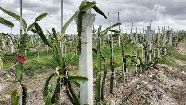 Raichur Farmer Successfully Grow Dragon Fruit In Black Soil