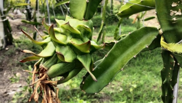 Raichur Farmer Successfully Grow Dragon Fruit In Black Soil