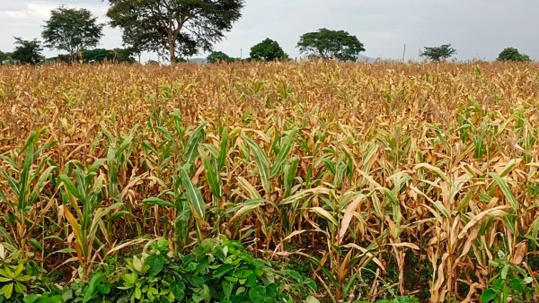 rainfall-shortage-in-mysuru-district