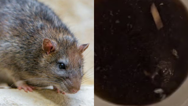Live rat found in Chinese soup: video