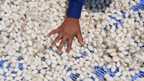 Know About Sericulture Department Facilities For Farmers