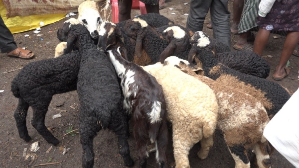 High-Tech Sheep and Goat Abattoir Set to Open in Sira Taluk By December High-Tech Sheep and Goat Abattoir Set to Open in Sira Taluk By December