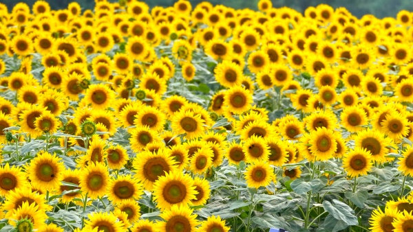 Koppal Opens Purchase Centre For Sunflower 