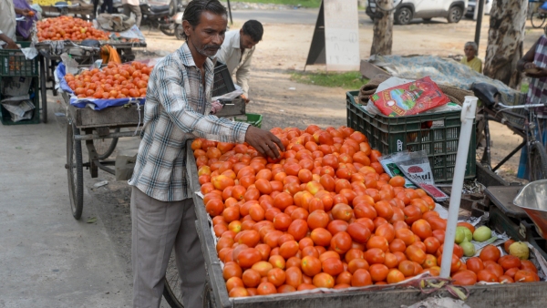 tomato-price-hits-lower-circuit-level