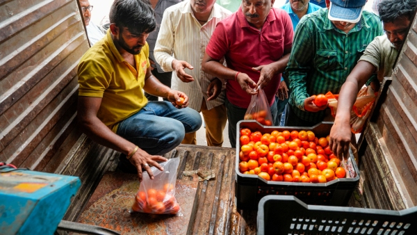 tomato-price-hits-lower-circuit-level