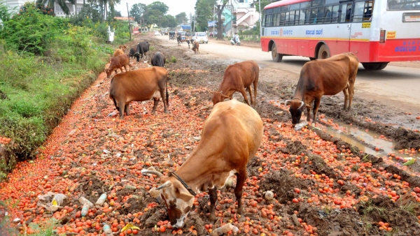 Tomato price hits 2 rupees per kg in several areas from 200 rupees Tomato price hits 2 rupees per kg in several areas from 200 rupees