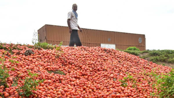 Tomato price hits 2 rupees per kg in several areas from 200 rupees Tomato price hits 2 rupees per kg in several areas from 200 rupees