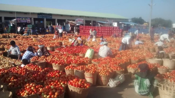Tomato Price Plunge in Kurnool and Nandyal Sparks Farmer Concerns