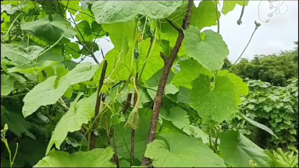 vegetable-crops-destroyed-in-karwar