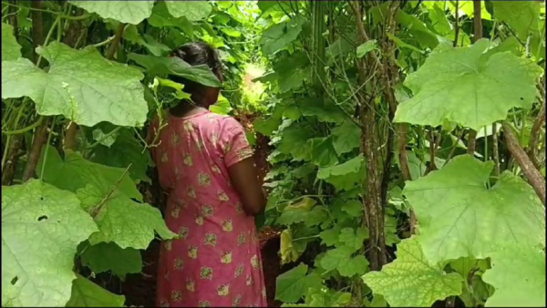 vegetable-crops-destroyed-in-karwar