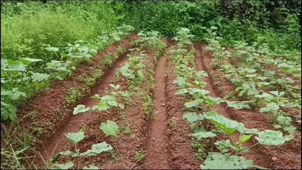 vegetable-crops-destroyed-in-karwar