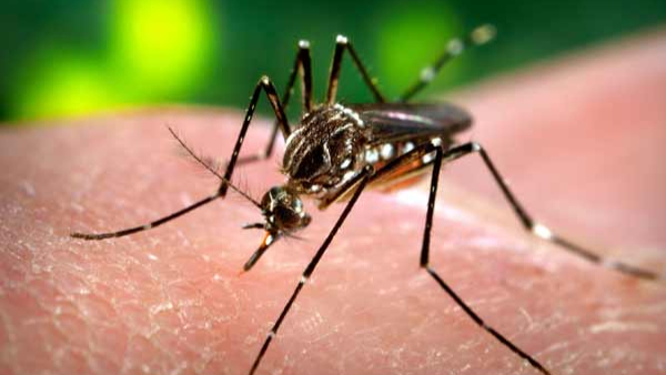 One Side Dengue Outbreak, Other Side Increasing Adenoviruses In Childrens One Side Dengue Outbreak, Other Side Increasing Adenoviruses In Childrens