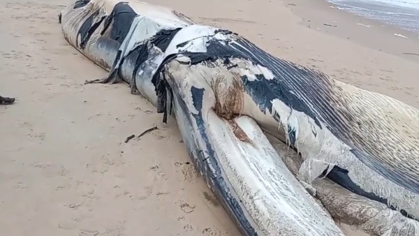 whale-deaths-has-raised-concerns
