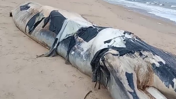 whale-deaths-has-raised-concerns