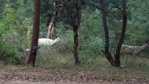 white-tailed-deer-found-in-cauvery-wildlife