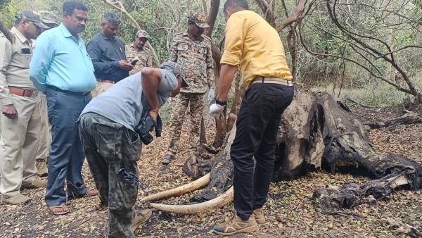 Wild Elephant Death In Fight At Chamarajanagar Wild Elephant Death In Fight At Chamarajanagar