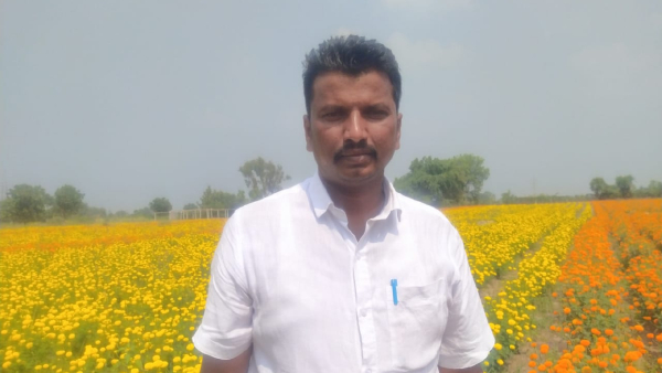 Lecturer achievement in marigold flower cultivation At manvi