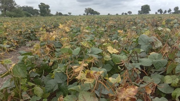 Disease to crops in Uttara kannada district, Farmers are worried