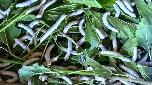 Decrease silk yield due to pesticide use, Chikkaballapur districts farmers worried