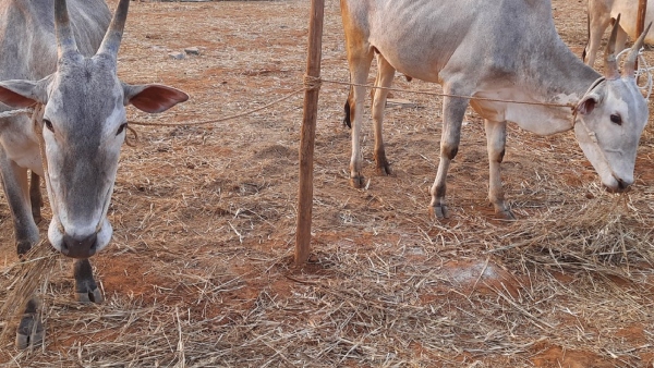 Shivamogga DC Request For Ginger Growers Due To Drought