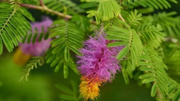 Plants that brings victory on Vijayadashami is very good if planted at home