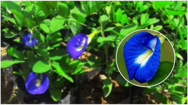 Plants that brings victory on Vijayadashami is very good if planted at home