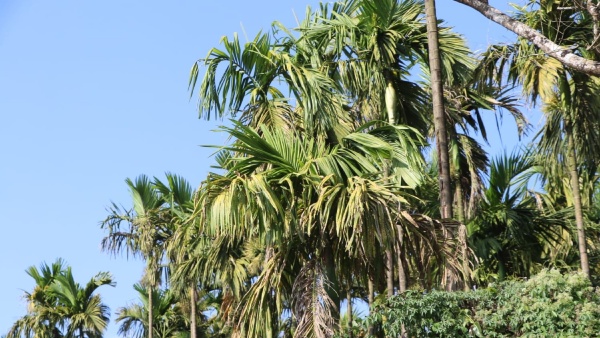 Leaf Spot Disease For Arecanut Crop Suggestion For Farmers To Control It 