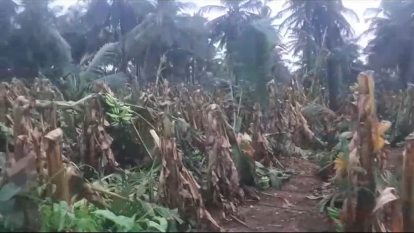 banana-plants-destroyed-due-to-heavy-rain