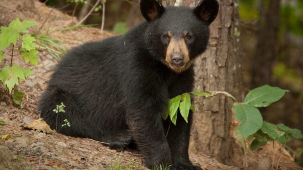 bear-attack-on-farmer-in-his-agri-land