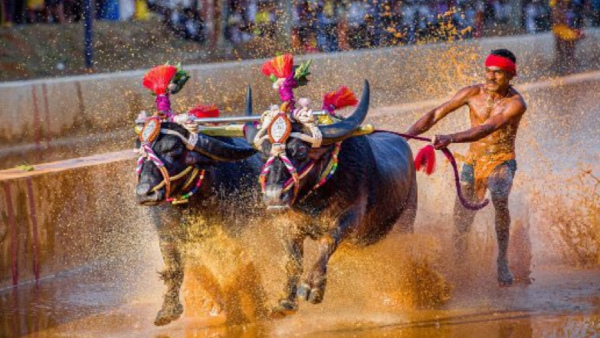 Kambala in Bengaluru From November 25, food and water supply to buffallos from Mangaluru