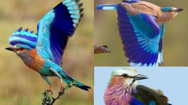 Dussehra 2023: Seeing this bird on the day of Dussehra is auspicious