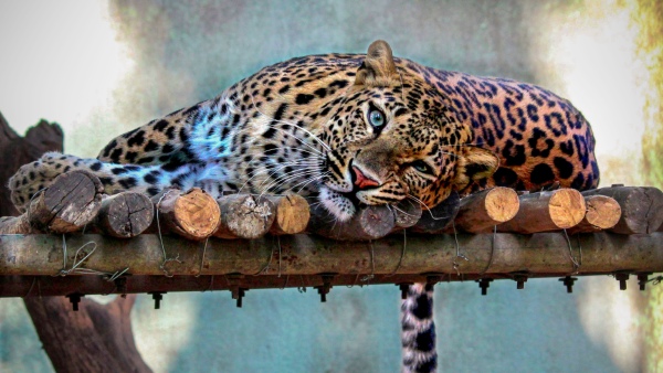 Bengaluru Citizens Feared After Founding Cheetah Near The City Area