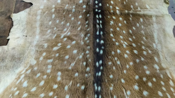 Forest Department Staff Pasted A Notice At The Dattapeeta Shakahari Residence