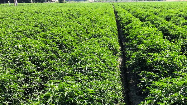 Tips For Farmers To Control Sap Sucking Insect In Chilli Crop