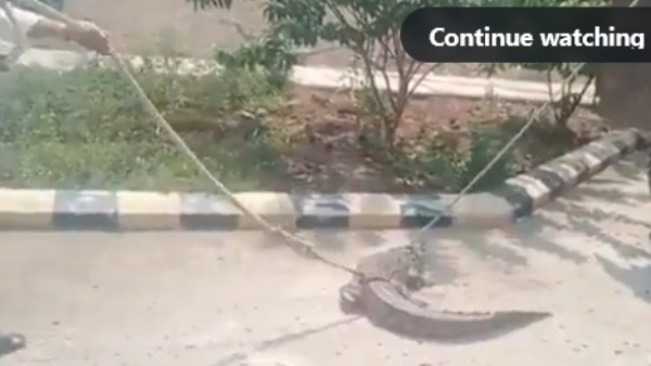 Farmers brought crocodile to protest against electricity shortage