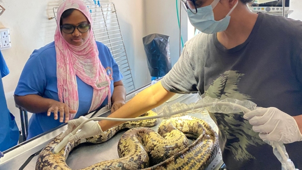 doctors-rescued-a-huge-python