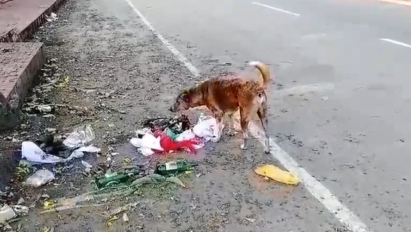 Street Dogs Attacked On 12 Thousand People In Just 8 Months At Chikkamagaluru