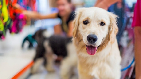  Bengaluru Malls Welcome Pets: Now you take your dog to a shopping mall: Know More