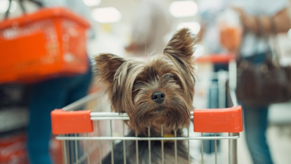  Bengaluru Malls Welcome Pets: Now you take your dog to a shopping mall: Know More