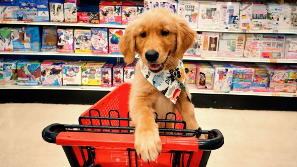  Bengaluru Malls Welcome Pets: Now you take your dog to a shopping mall: Know More