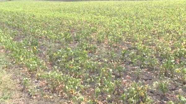 Electric Wires Theft From Farmers Land In Navalgund Taluk